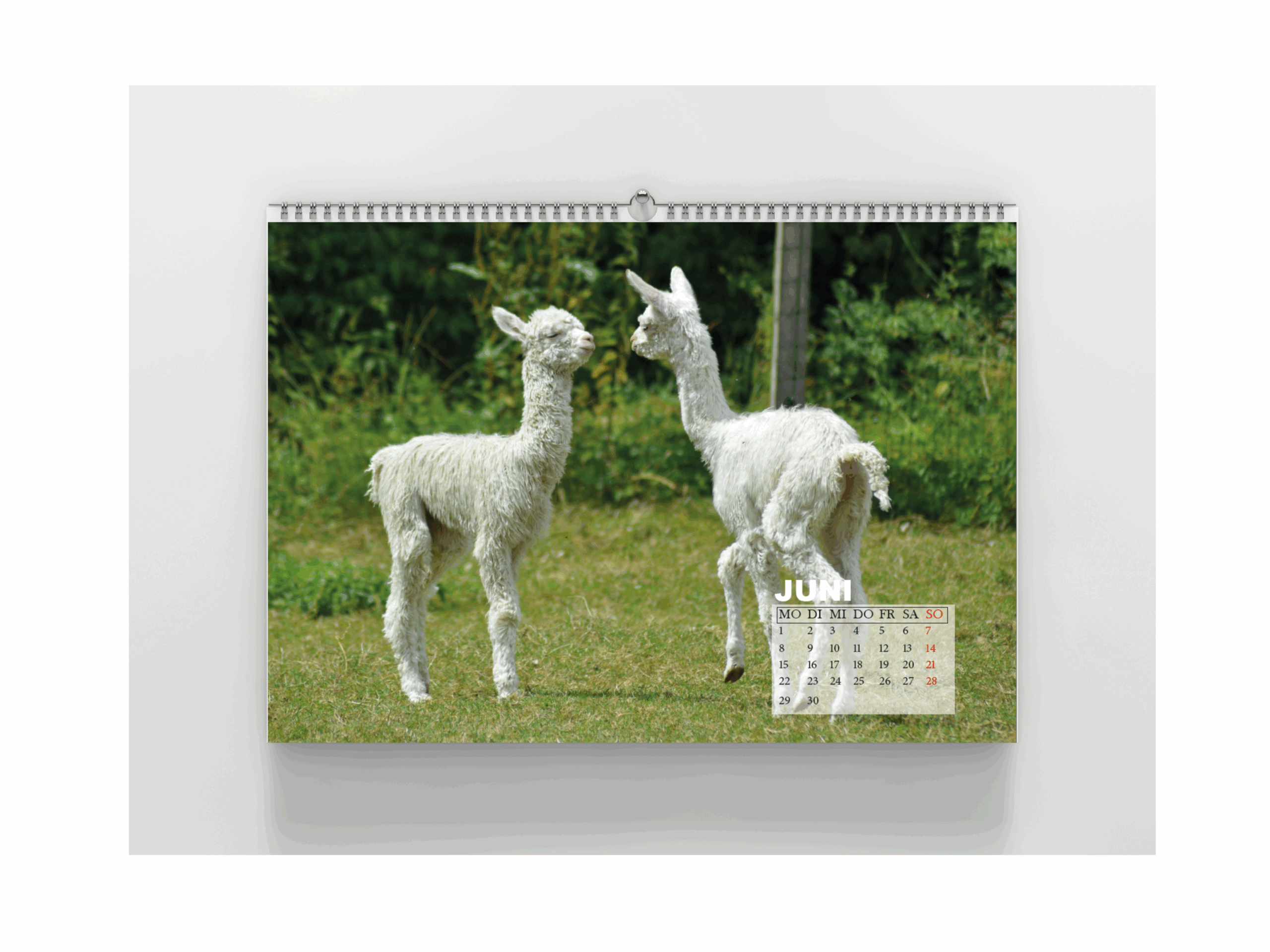 Alpakafotokalender A2 – Bild 2